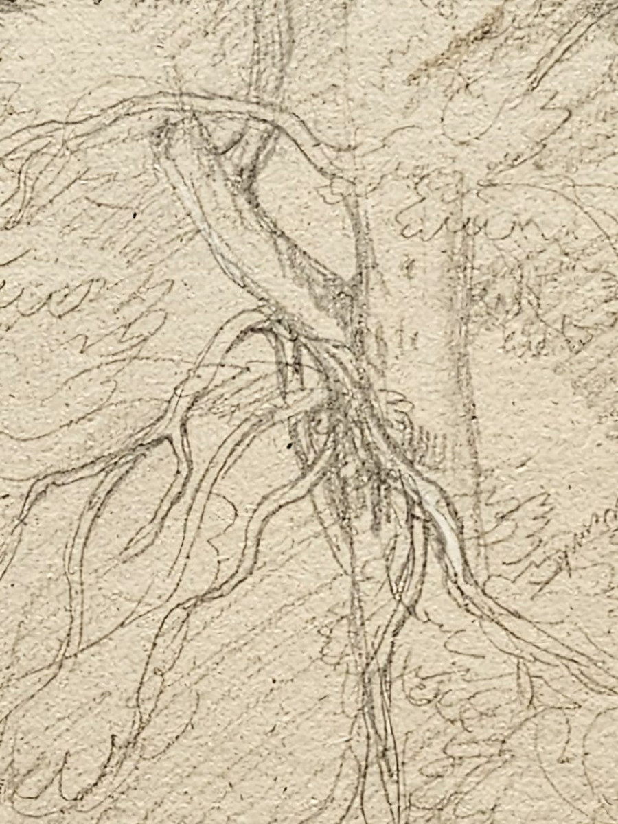 Le hêtre, dessin de Louis Cabat, fusain réhaussé de gouache blanche-photo-4