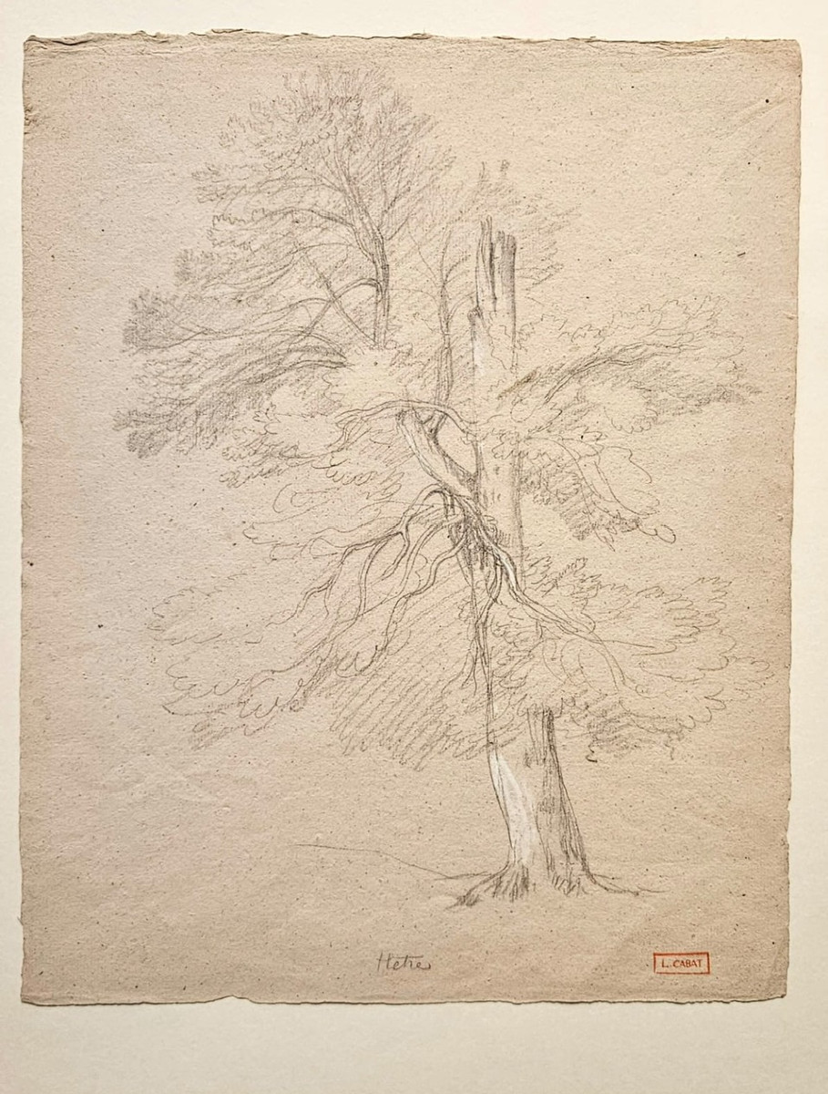Le hêtre, dessin de Louis Cabat, fusain réhaussé de gouache blanche