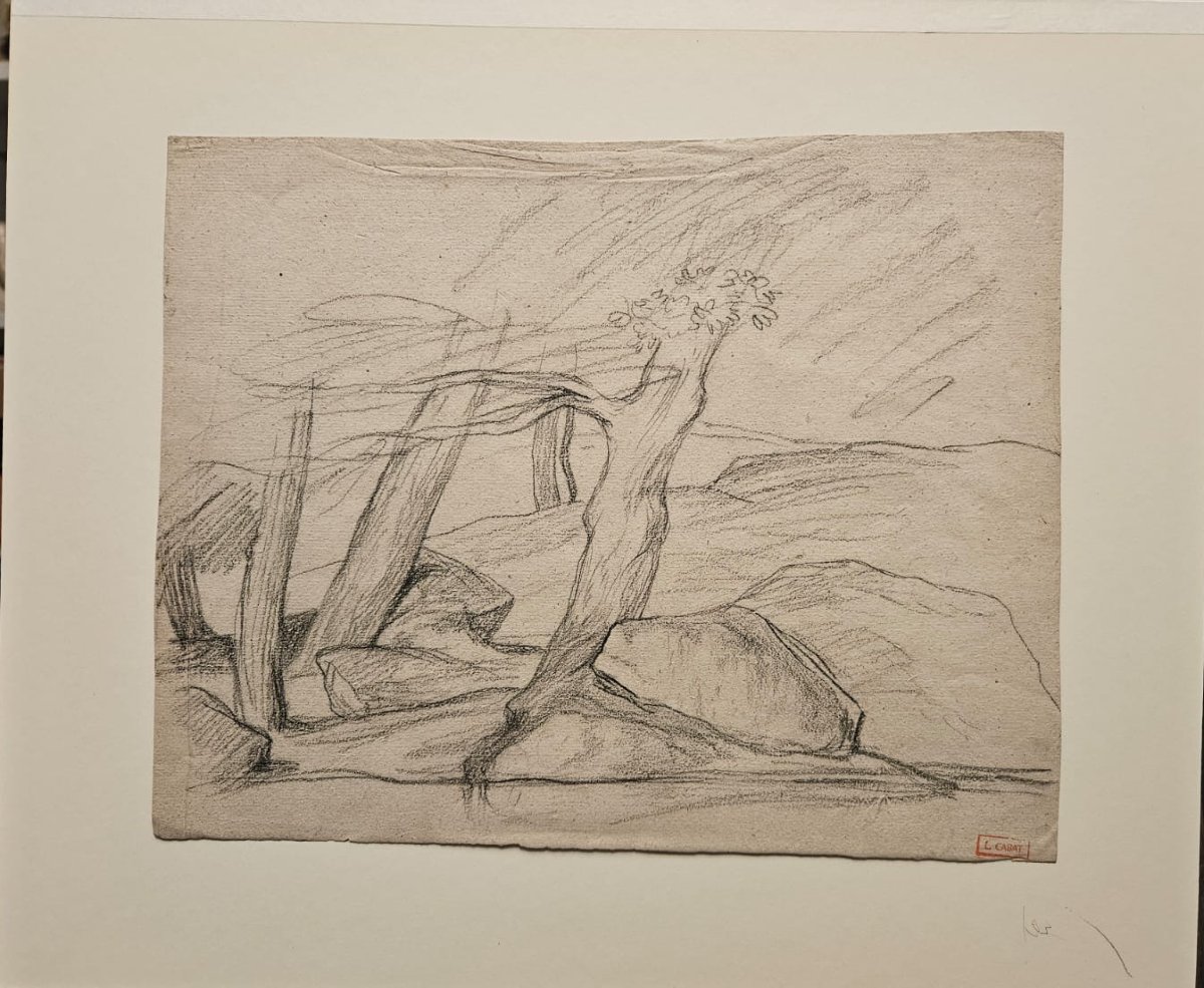 3 Trees, Drawing By Louis Cabat, Charcoal-photo-2