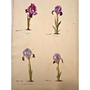 Iris Study Sheet From The Corpet Workshops, Watercolor.