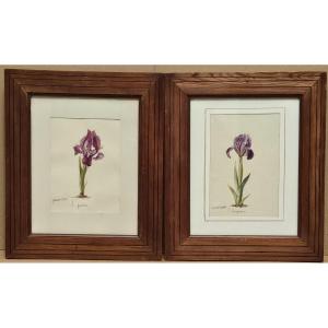 Pair Of Watercolors: Iris By Charles Etienne Corpet