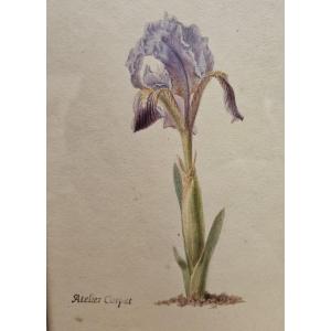 Iris, Watercolor, Atelier Corpet