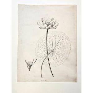 Nénuphar (nymphéa Potas), dessin au crayon par Jean-François Turpin (1775-1840)