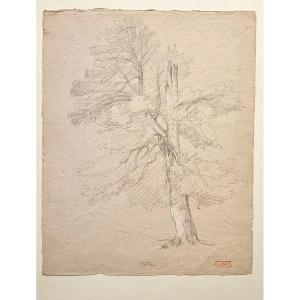 Le hêtre, dessin de Louis Cabat, fusain réhaussé de gouache blanche