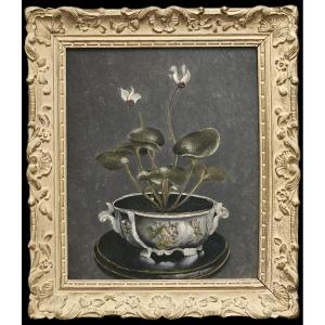 "cyclamen Of Cos (?)" In A Pot, Oil On Panel By Mathilde Grün, 1901
