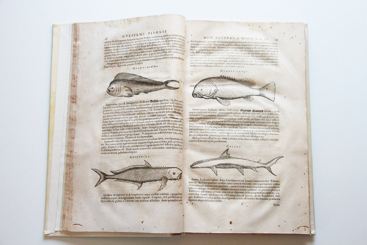 PISO, Willem (1611-1678) De Indiae utriusque re naturali et medica libri quatuordecim. -photo-3