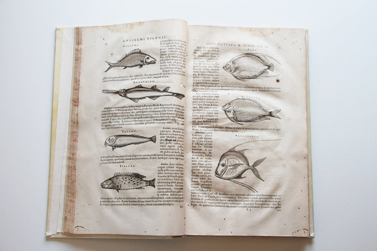 PISO, Willem (1611-1678) De Indiae utriusque re naturali et medica libri quatuordecim. -photo-4