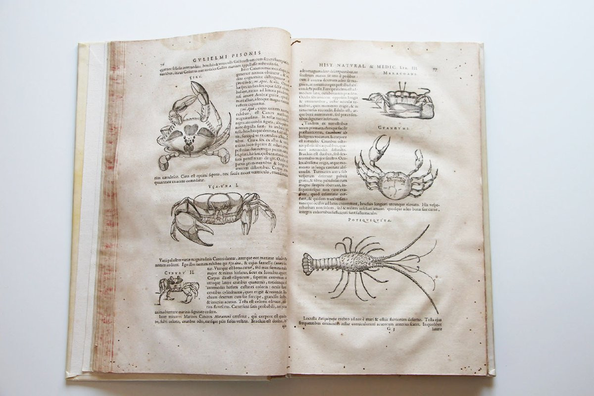PISO, Willem (1611-1678) De Indiae utriusque re naturali et medica libri quatuordecim. -photo-5
