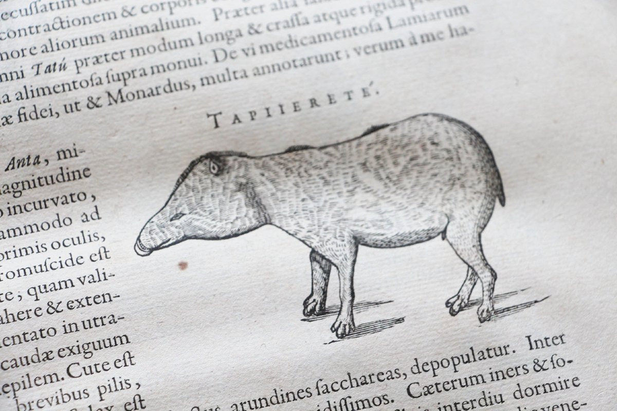 PISO, Willem (1611-1678) De Indiae utriusque re naturali et medica libri quatuordecim. -photo-6