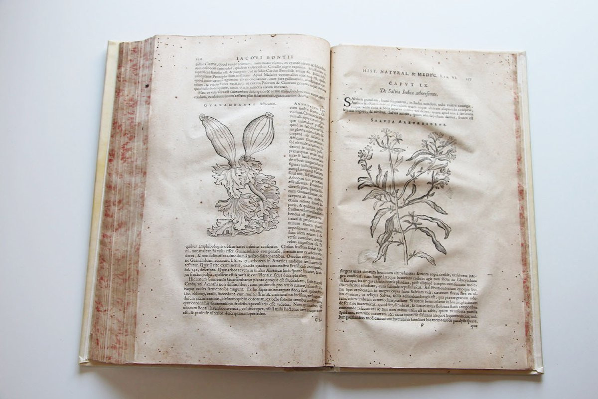 PISO, Willem (1611-1678) De Indiae utriusque re naturali et medica libri quatuordecim. -photo-8