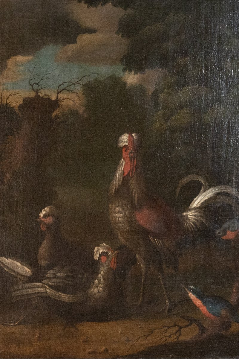 Paysages aux volailles et oiseaux-photo-2