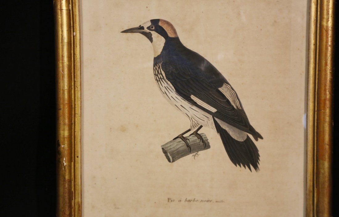 Engraving On Paper  Colored  19th Century  "male Black-bearded Woodpecker"-photo-2