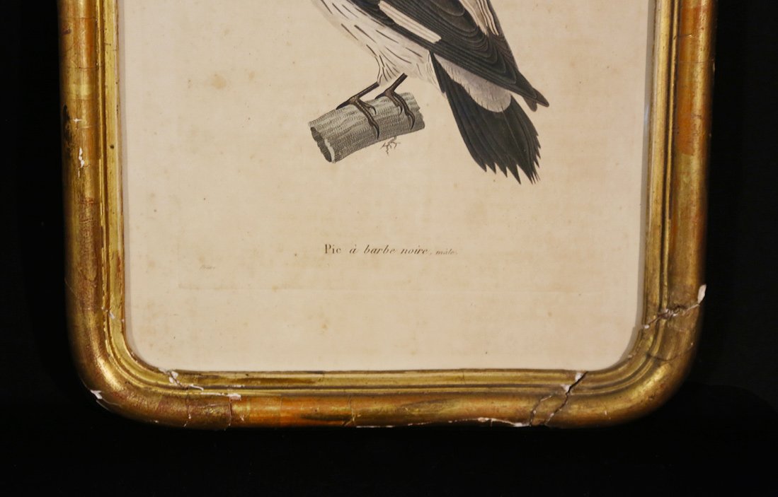 Engraving On Paper  Colored  19th Century  "male Black-bearded Woodpecker"-photo-3