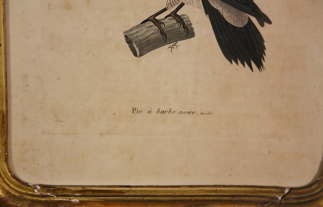 Engraving On Paper  Colored  19th Century  "male Black-bearded Woodpecker"-photo-4