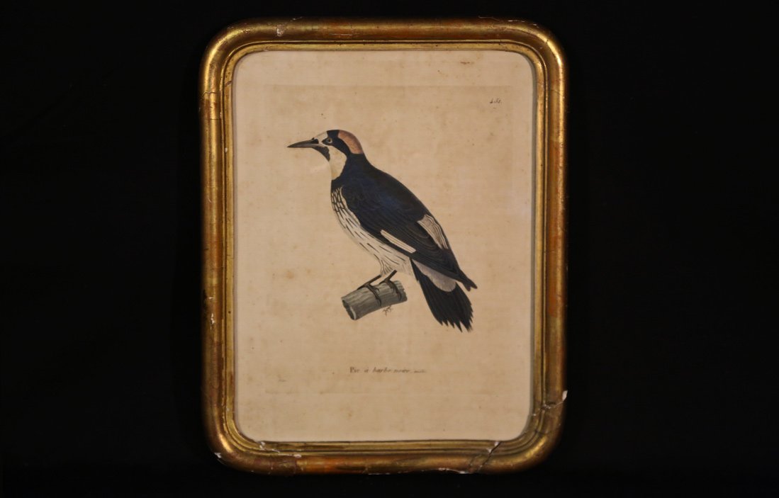 Engraving On Paper  Colored  19th Century  "male Black-bearded Woodpecker"