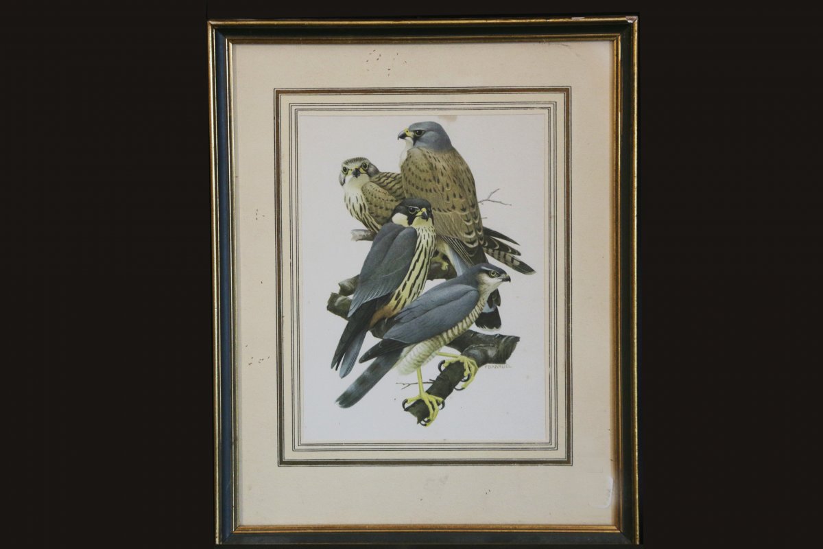 Series Of 5 Engravings Of Colored Birds-photo-2