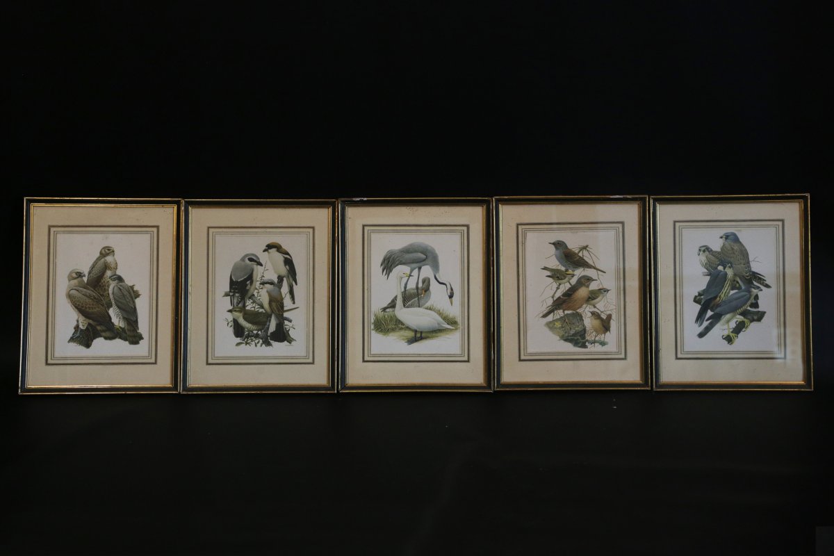 Série De 5 Gravures d'Oiseaux Colorées 