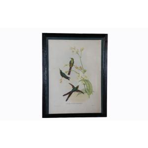 XIXth Engraving, Birds, Under Glass And Wooden Frame (41x53 Cm)