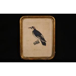 Engraving On Paper Colored 19th Century "male Black-bearded Woodpecker"