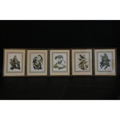 Series Of 5 Engravings Of Colored Birds