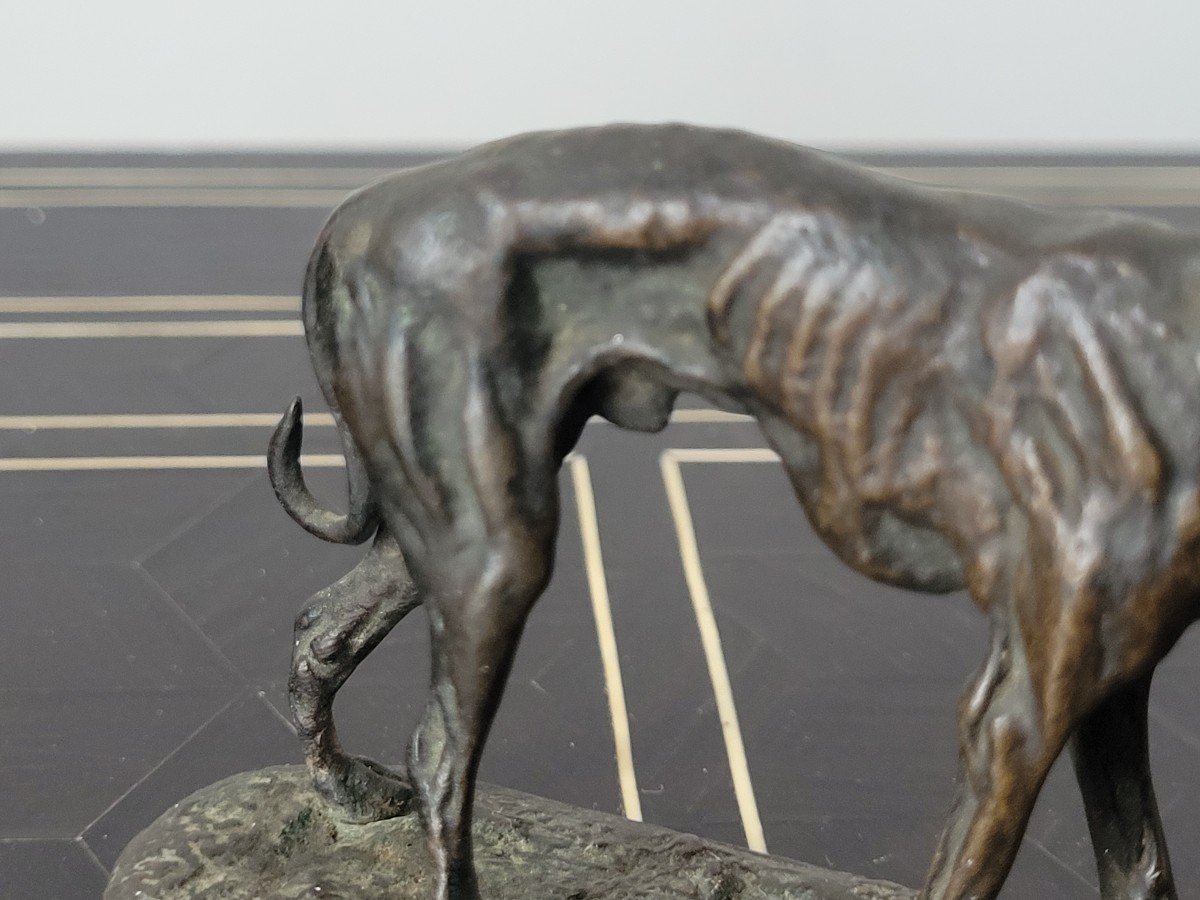 Pierre Jules Mene "greyhound" In Bronze Signed - 19th Century-photo-3
