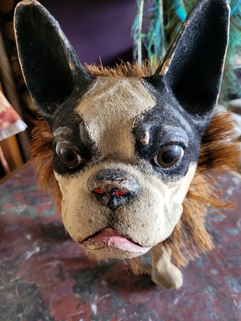 Bouledogue Aboyeur sur roulettes en Papier M&acirc;ch&eacute; - Fin XIXe D&eacute;but XXe Si&egrave;cle-photo-3