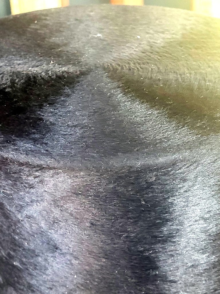 Ensemble de 2 Chapeaux  - Fin XIXe D&eacute;but XXe Si&egrave;cle-photo-2