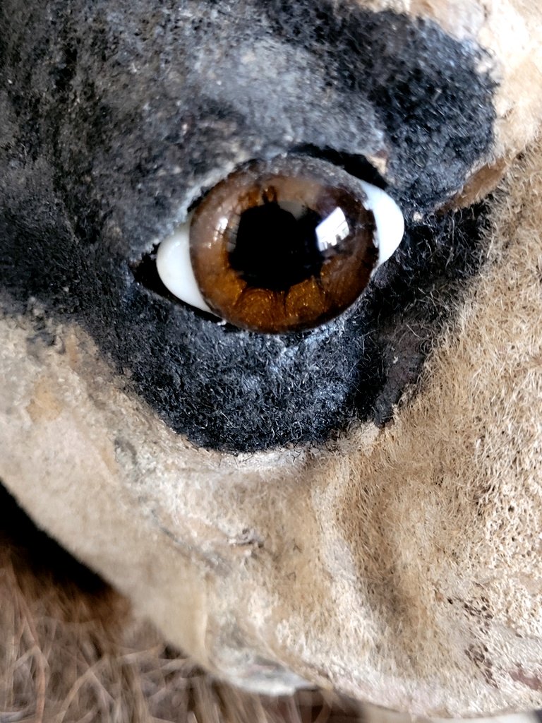  Barking Bulldog On Wheels, Made Of Papier-mâché. Parlor Toy, Late 19th/early 20th Century-photo-3