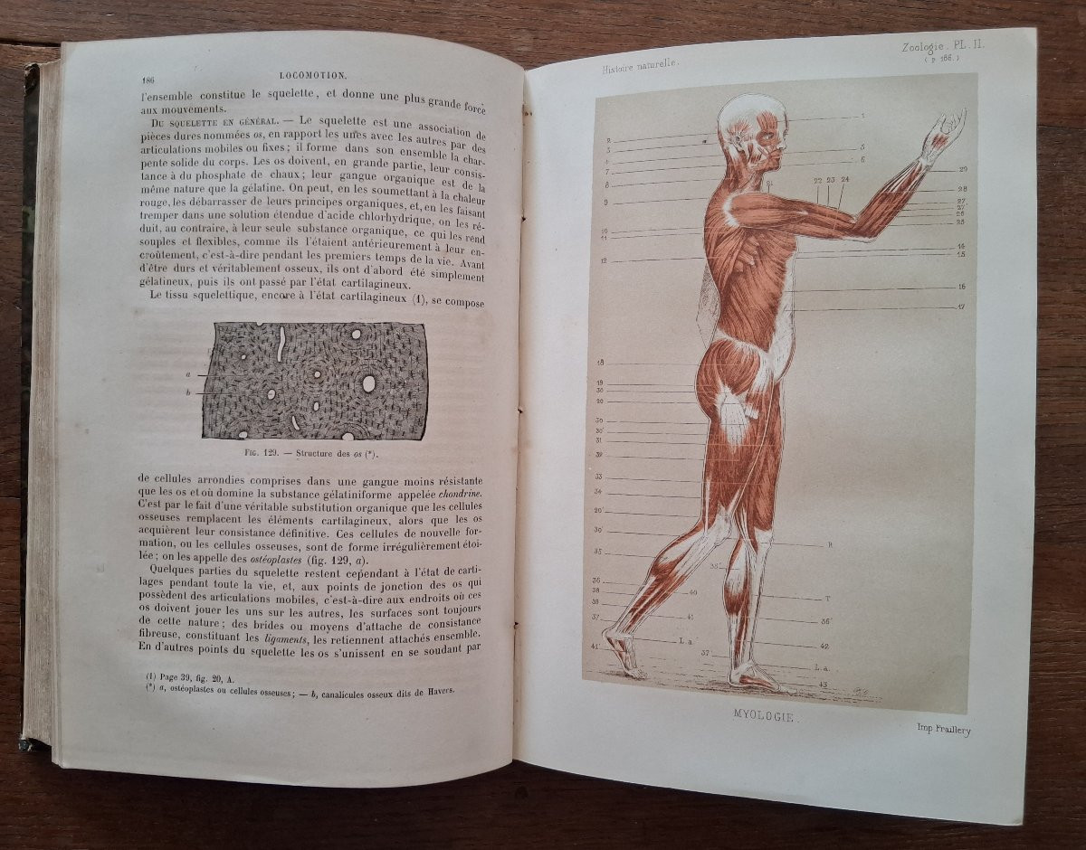 Elements Of Zoology / 1877-photo-4