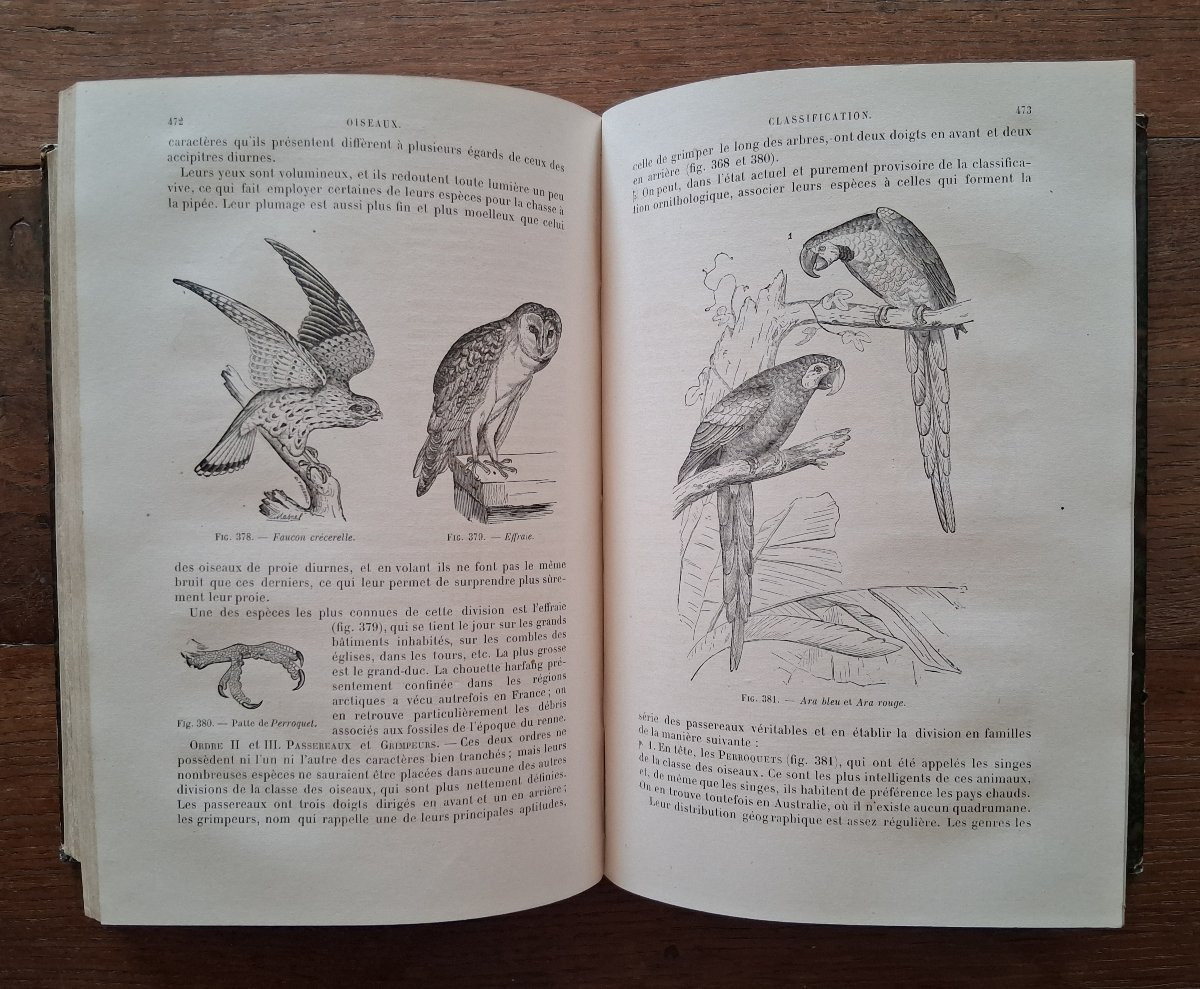 Elements Of Zoology / 1877-photo-3
