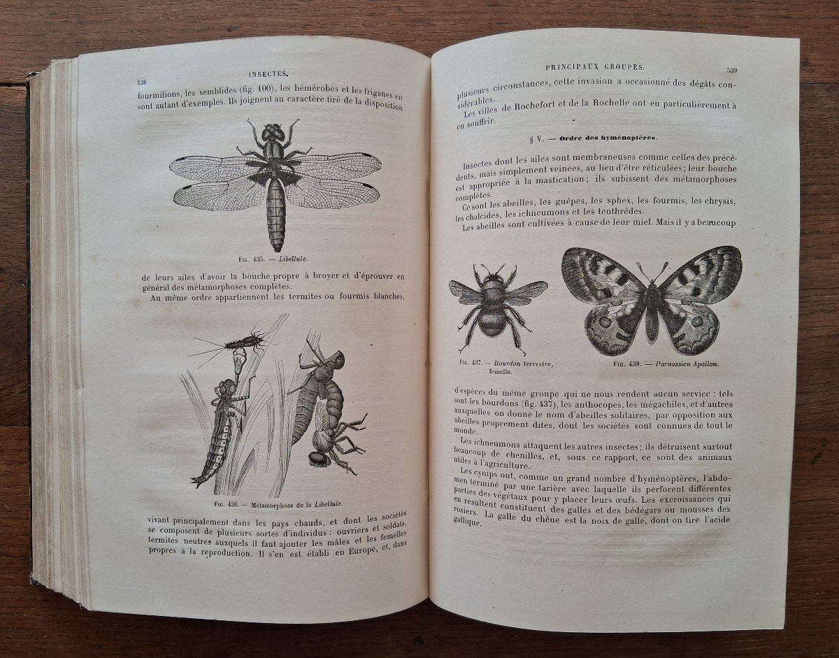 Elements Of Zoology / 1877-photo-4