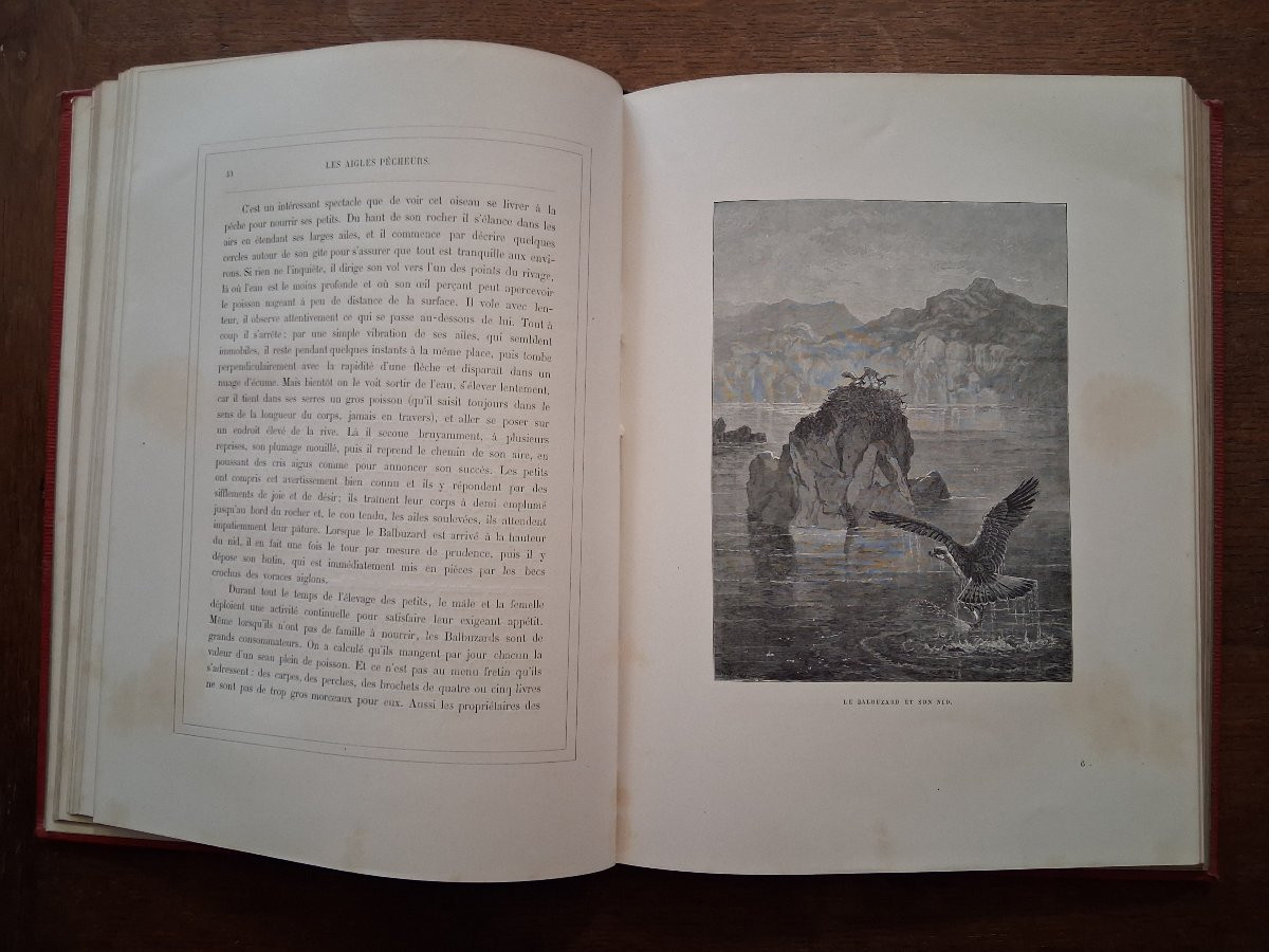 Tableaux et Scènes de la Vie des Animaux  /  1877-photo-4