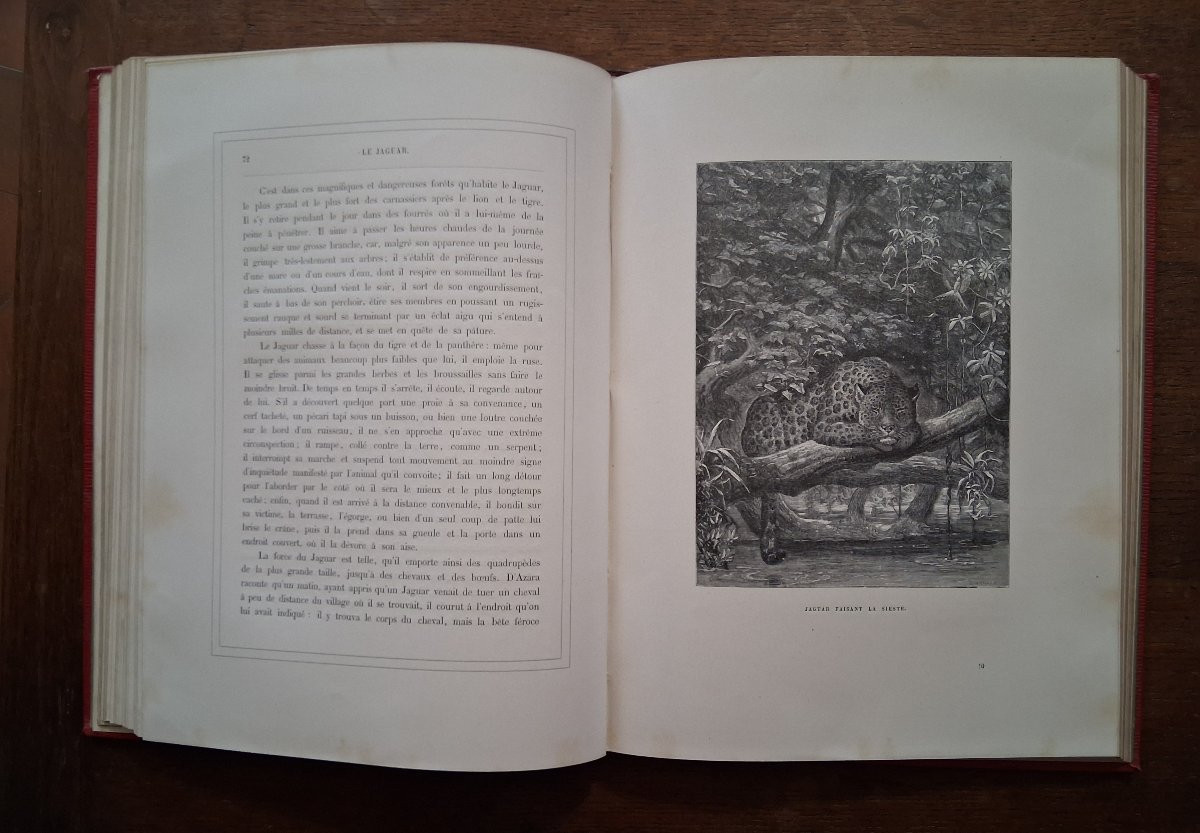 Tableaux et Scènes de la Vie des Animaux  /  1877-photo-2