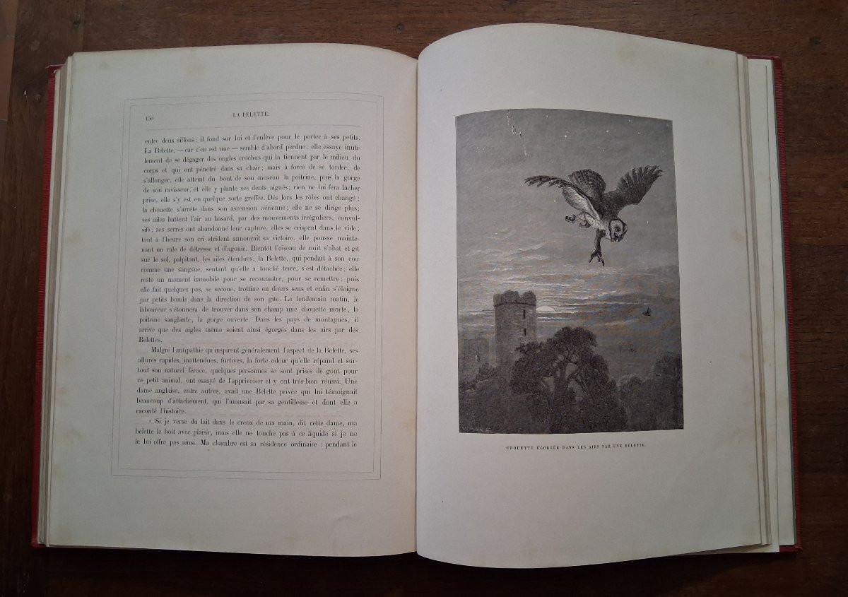 Tableaux et Scènes de la Vie des Animaux  /  1877-photo-5