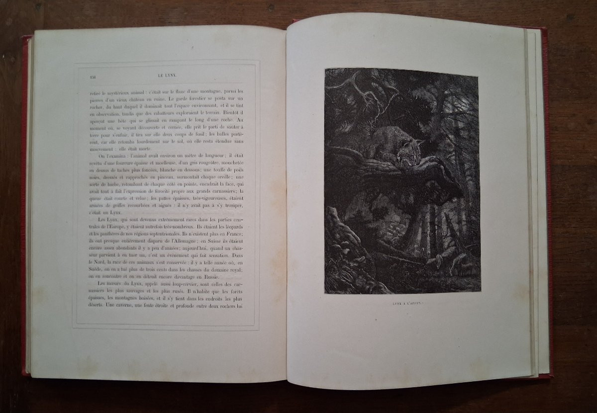 Tableaux et Scènes de la Vie des Animaux  /  1877-photo-6