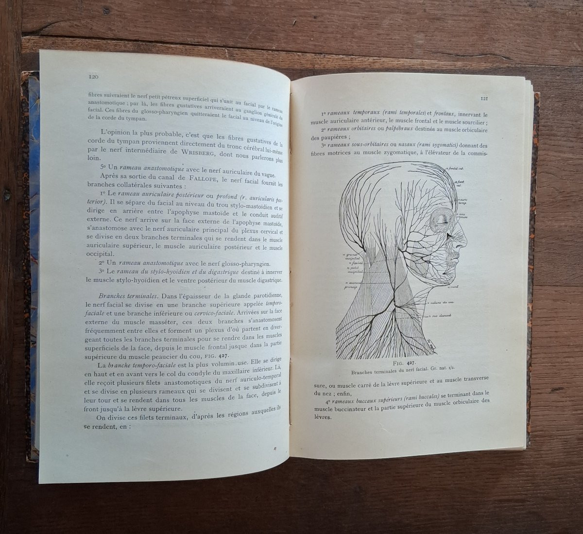 Anatomie de système nerveux de l'homme  / 1900-photo-4