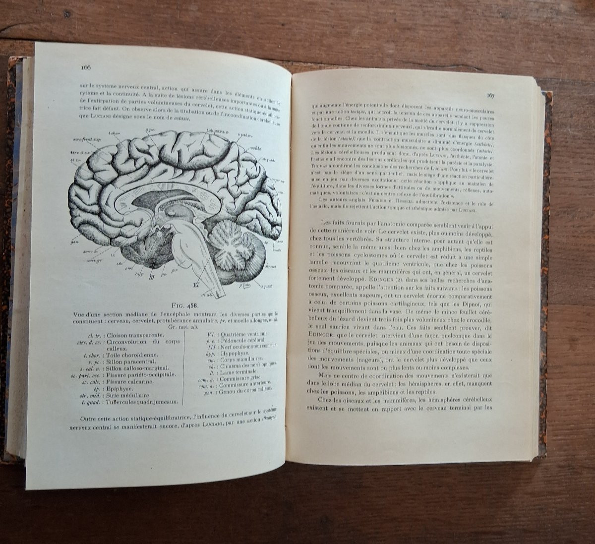 Anatomie de système nerveux de l'homme  / 1900-photo-5