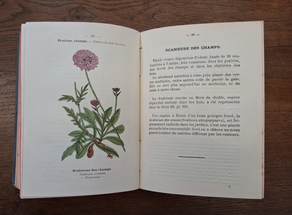 Pocket Plant Atlas By Siélain / 1904-photo-3