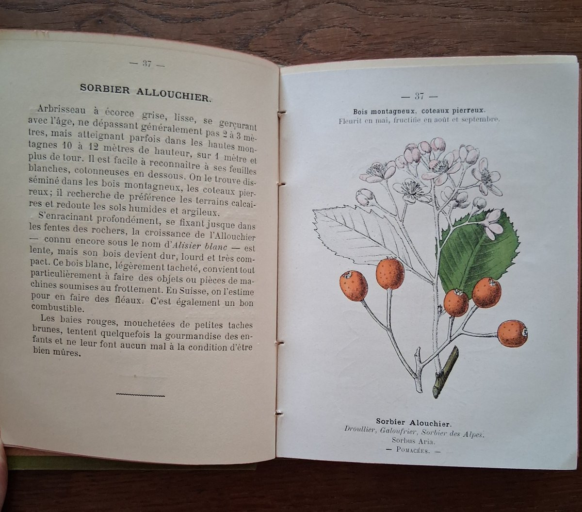 Pocket Plant Atlas By Siélain / 1904-photo-2