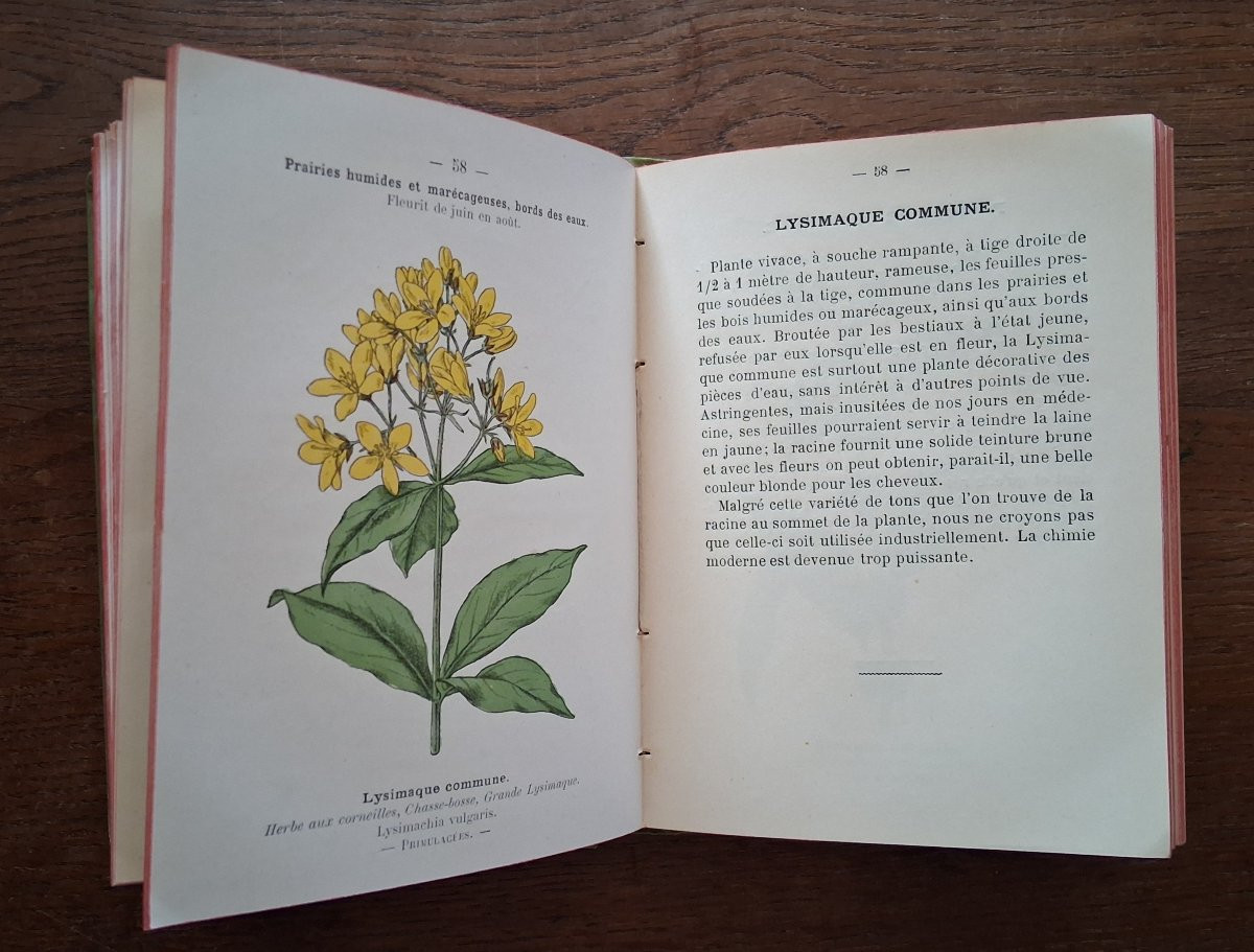 Pocket Plant Atlas By Siélain / 1904-photo-3