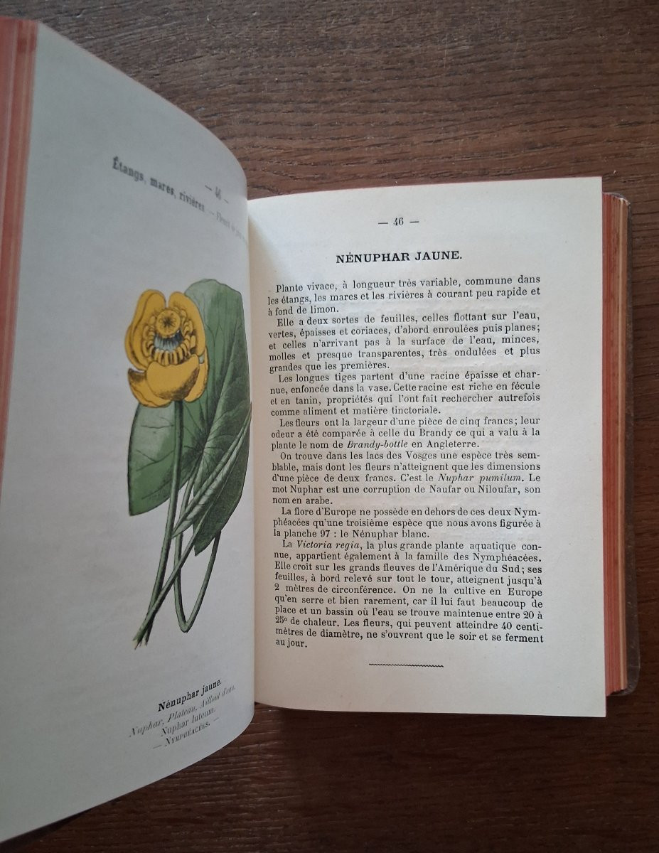 Pocket Plant Atlas By Siélain / 1904-photo-5