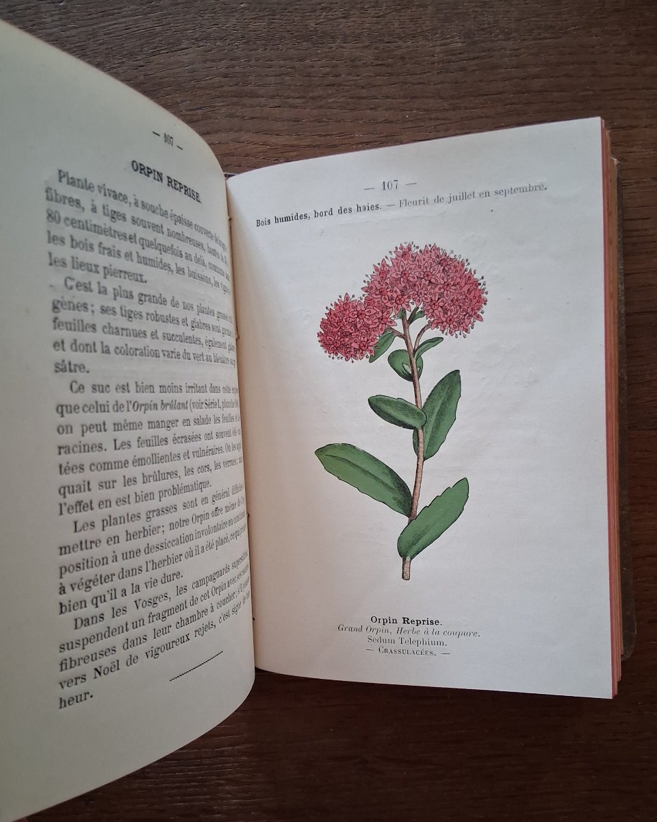 Pocket Plant Atlas By Siélain / 1904-photo-6