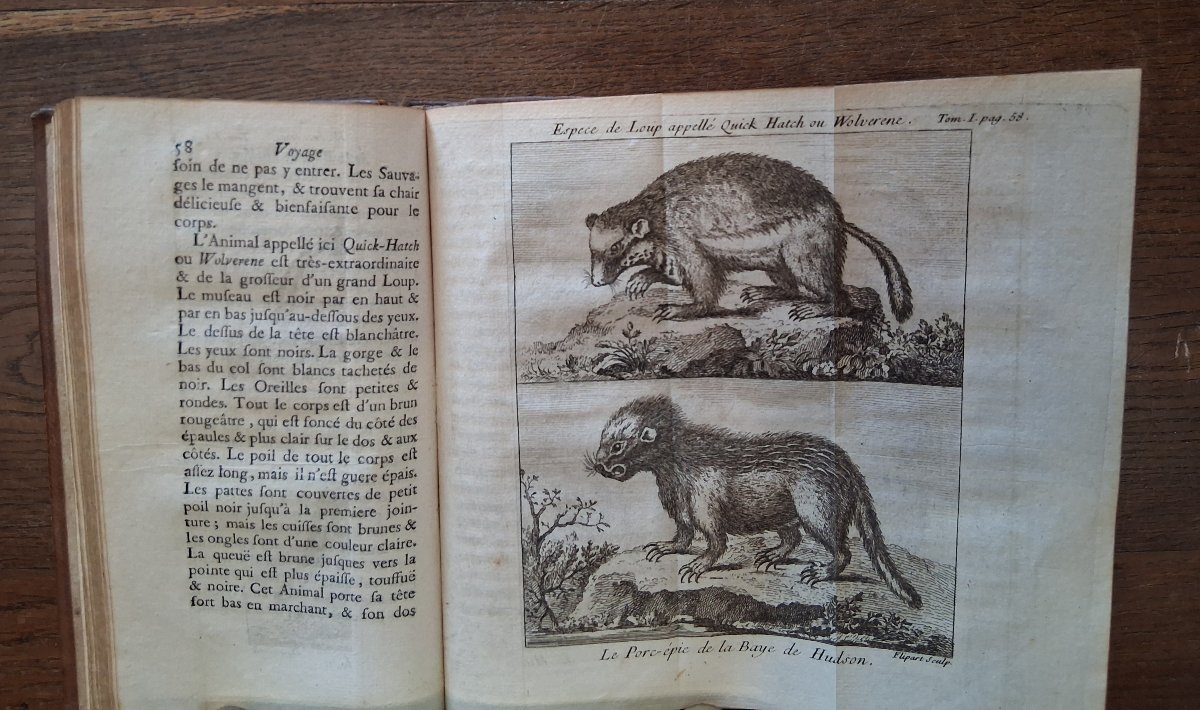 A Voyage To Hudson Bay By Henri Ellis / 1749-photo-4