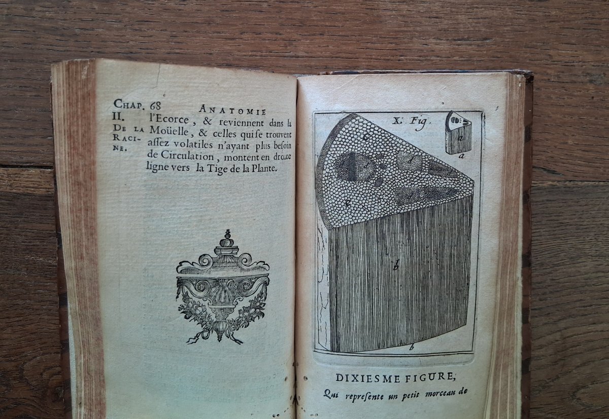 Anatomy Of Plants By Grew  /  1679-photo-1