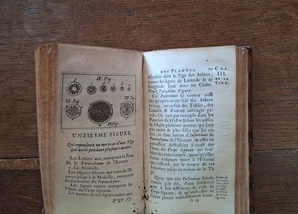 Anatomy Of Plants By Grew  /  1679-photo-2