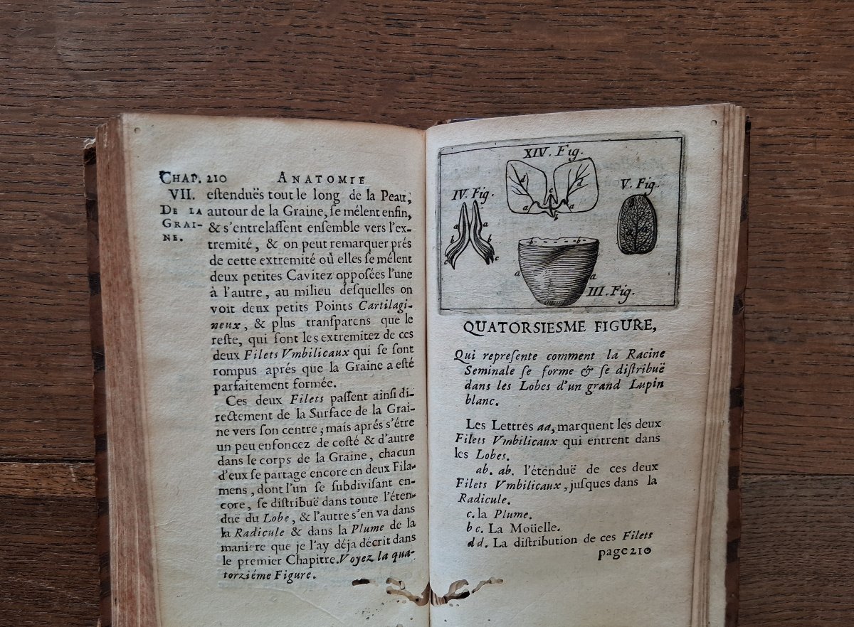 Anatomy Of Plants By Grew  /  1679-photo-5