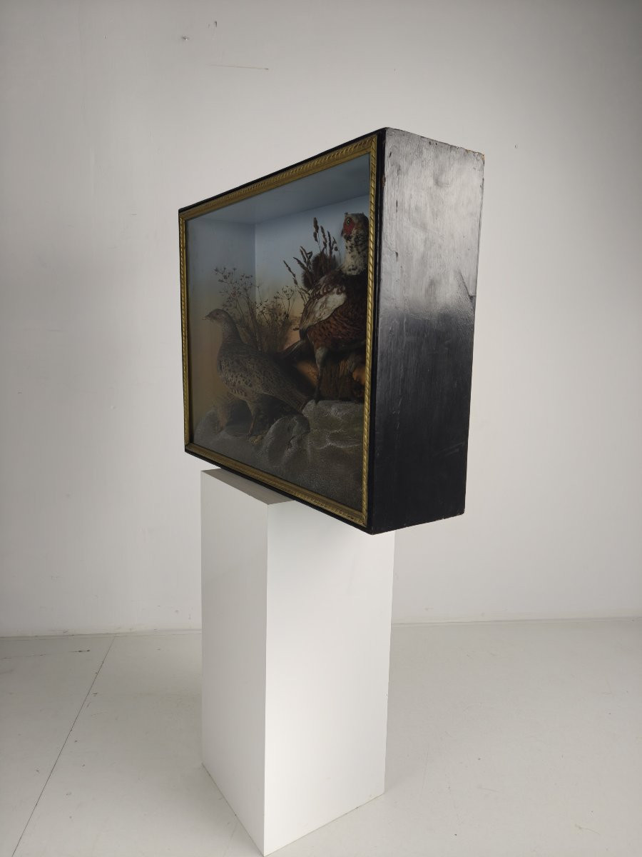 Taxidermy In A Glass Case, 19th Century, By James Hutchings - Two Pheasants On A Decorative Background-photo-1