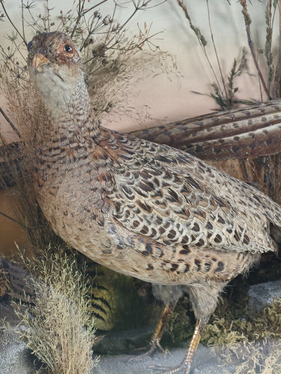 Taxidermy In A Glass Case, 19th Century, By James Hutchings - Two Pheasants On A Decorative Background-photo-4