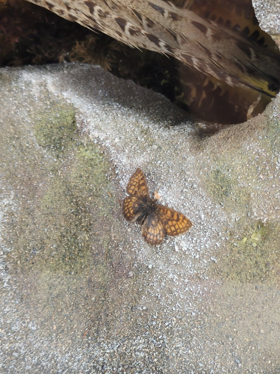 Taxidermy In A Glass Case, 19th Century, By James Hutchings - Two Pheasants On A Decorative Background-photo-5