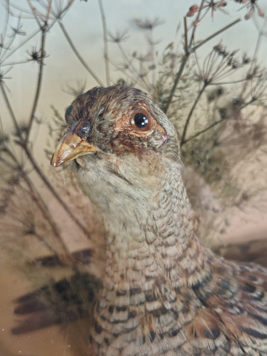 Taxidermy In A Glass Case, 19th Century, By James Hutchings - Two Pheasants On A Decorative Background-photo-7